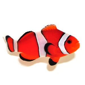 Clownfish Orange Blaze