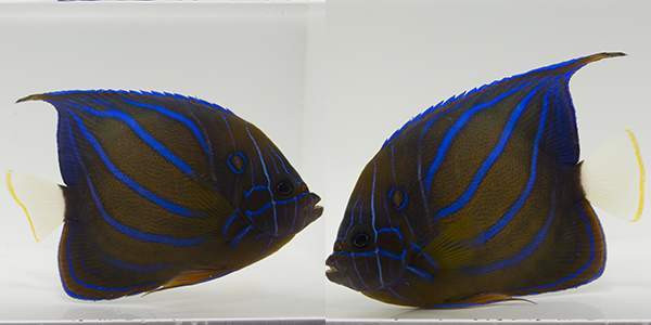 Annularis Blue-Ring Angelfish