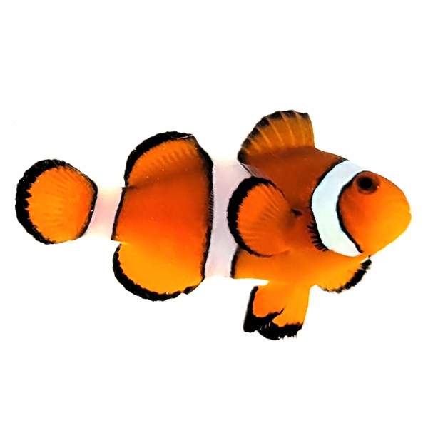 Philippine Orange Ocellaris