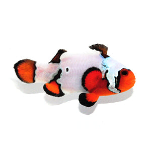 Clownfish Black Ice