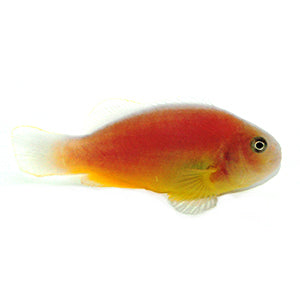 Clownfish Orange Skunk Africa
