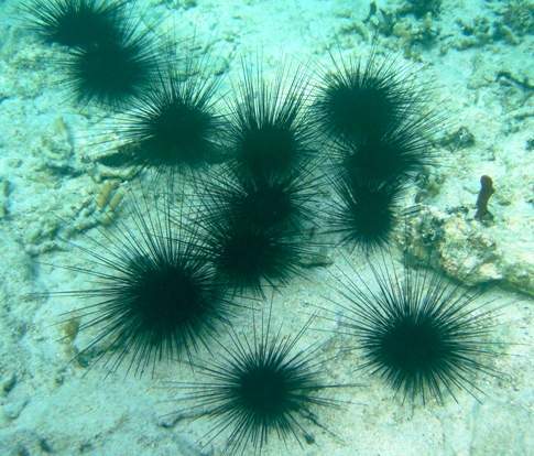 Longspine Urchin