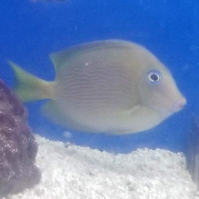Caribbean Atlantic Blue Tang