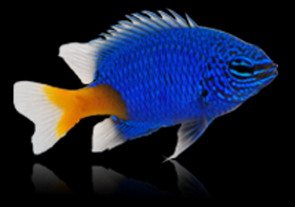 Yellowtail Damselfish