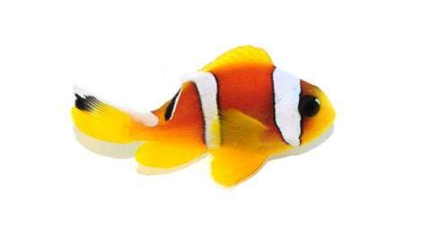 Clownfish Bicinctus Pearl-Eye