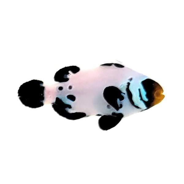 Clownfish Black Snowflake Special