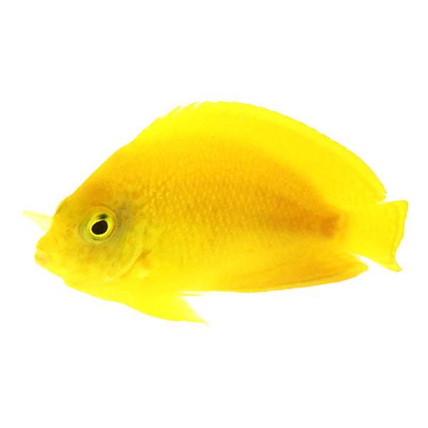 Yellow Angel