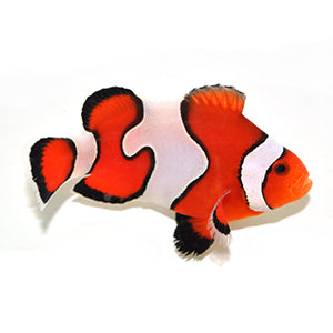 Clownfish Fancy White Semi Gladiator/DaVinci