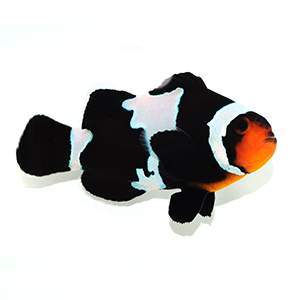 Clownfish Blacker Ice