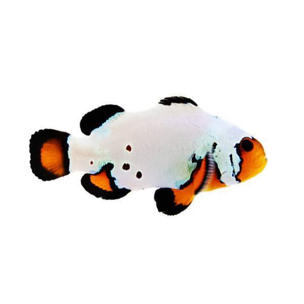 Clownfish Blacker Ice Special