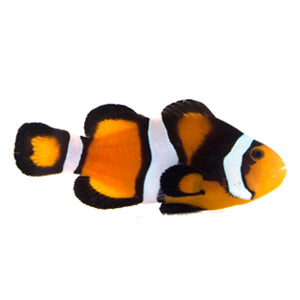 Clownfish Fancy Super