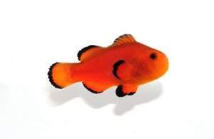 Clownfish Orange Naked