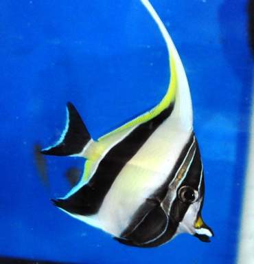 Moorish Idol