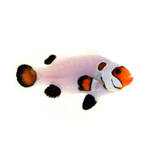 Clownfish Wyoming White Eared
