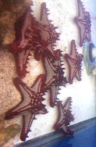 Red Knobby Sea Star