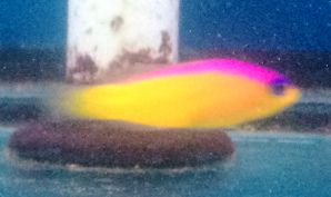 Diadema Dottyback