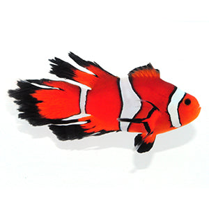 Clownfish Original Fancy Longfin Clownfish