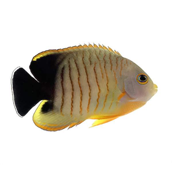 Eibli Angelfish