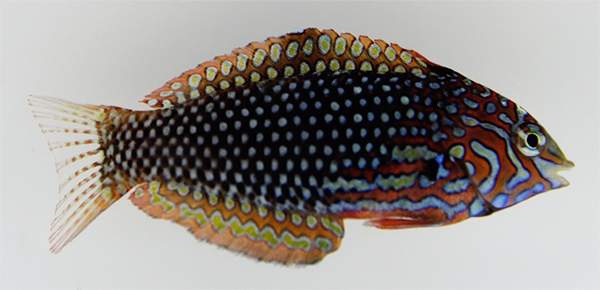 Ornate Leopard Wrasse