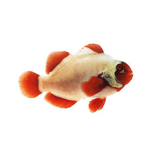 Clownfish Maroon Gold Nugget