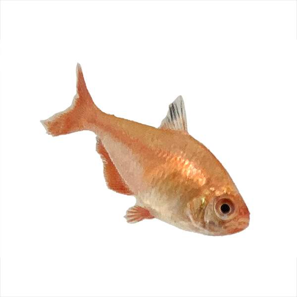 Super Serpae Tetra