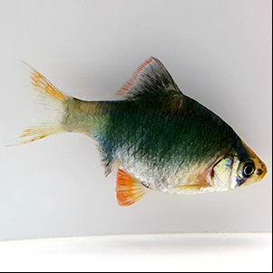 Tiger Barb Green