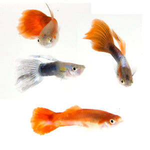 Fancy Guppy Male Mix