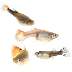 Fancy Guppy Female