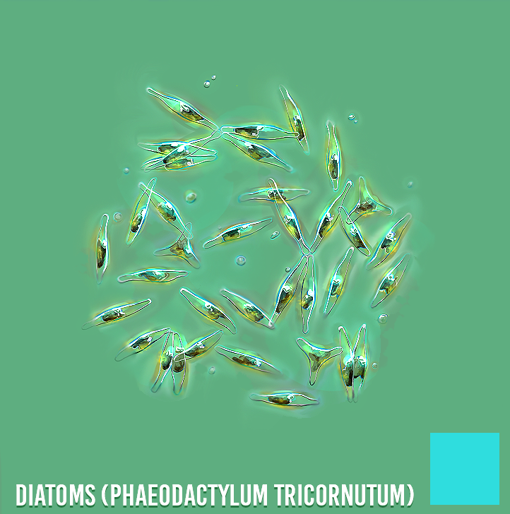 SA Pure Phaeodactylum tricornutum Diatom