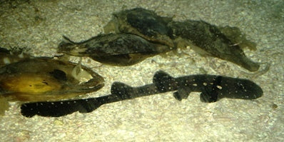 White Spotted/Marbled Cat Shark