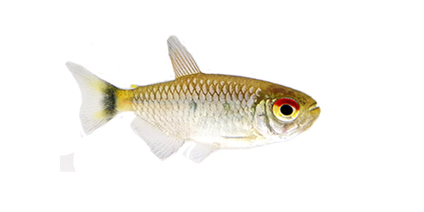 Red Eye Tetra