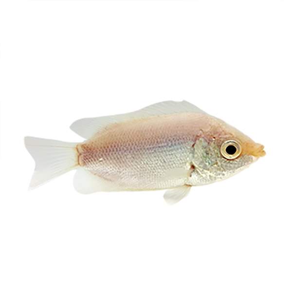 Kissing Gourami