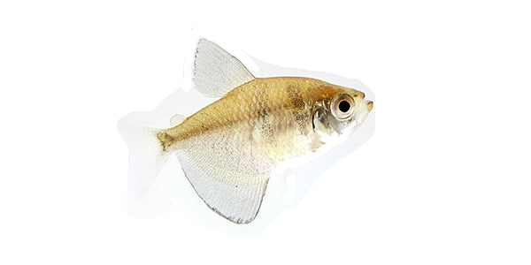 Black Skirt Tetra