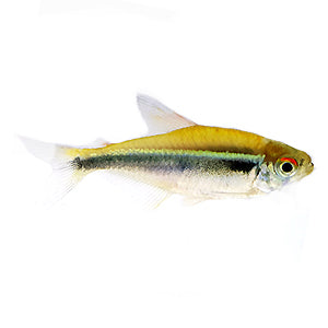 Black Neon Tetra