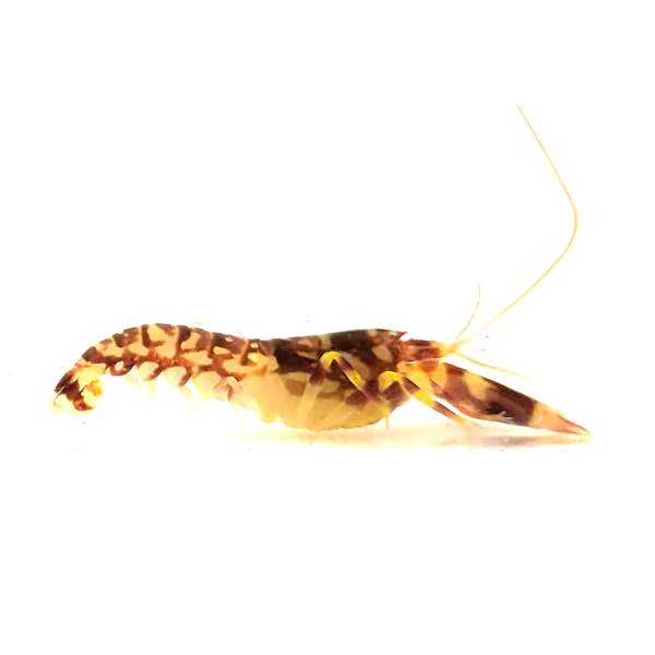 Tiger Pistol Shrimp
