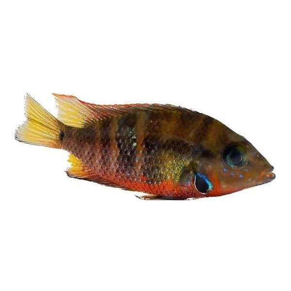 Firemouth Cichlid