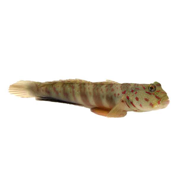 Pink Spotted Watchman Goby