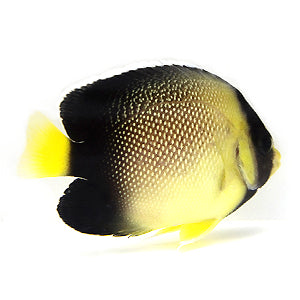 Cream Angelfish
