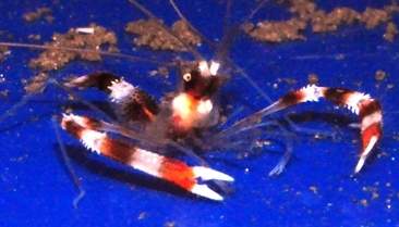 Coral Banded Shrimp