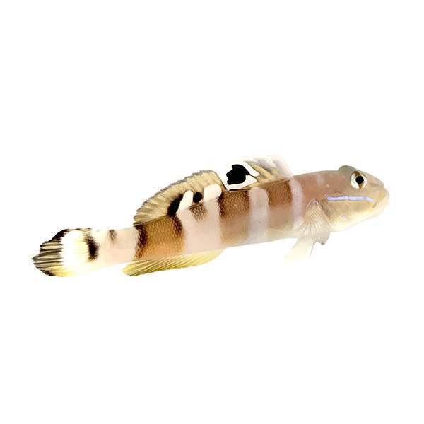 Tiger Watchman Goby