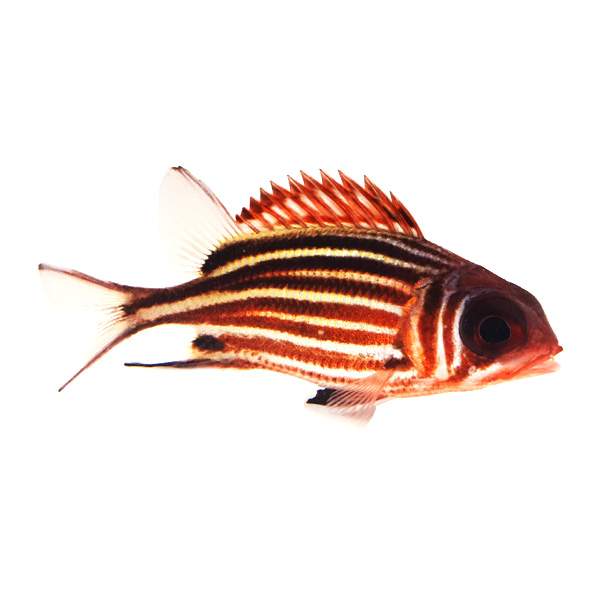 Striped Squirrelfish