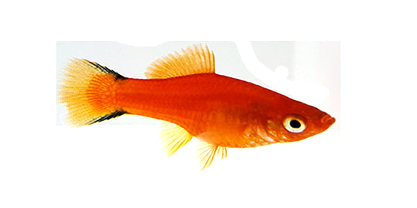 Molly/Platy/Sword Mix