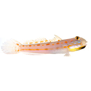 Orange Diamond Sleeper Goby