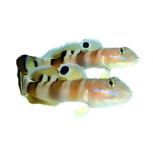 Tiger Watchman Goby - Bonded Pair