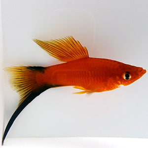 Mixed Swordtail