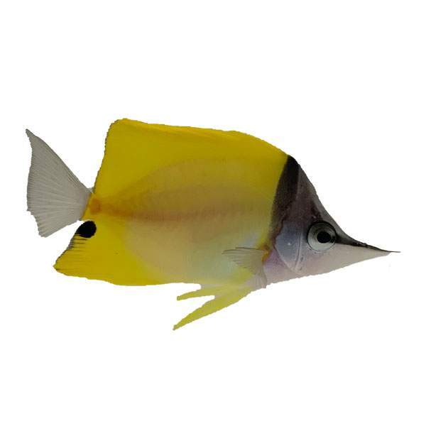 Yellow Longnose Butterflyfish