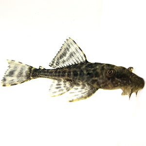 Suckermouth Catfish (common pleco)