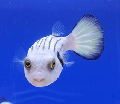 Manila Puffer Narrow-Lined Puffer