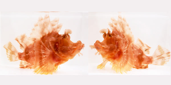 Orange Rhinopias Scorpionfish