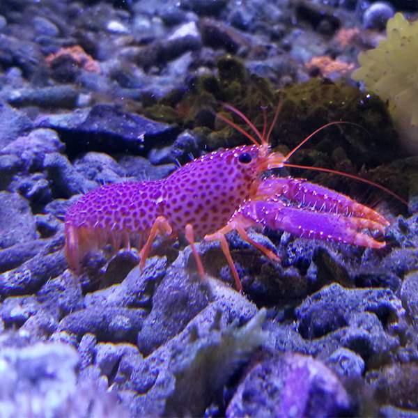 Purple Reef Lobster
